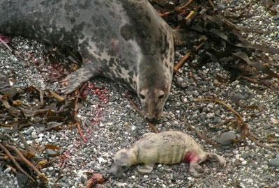 Puffa  - Photo copyright of Sue Sayer (www.cornwallsealgroup.co.uk)