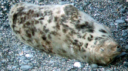 Photo of Puffa was taken by Sue Sayer of the Cornwall Seal Group