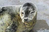 Pugwash in the convalescence pool - photo was taken on 30th December 2006