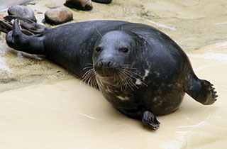 Pumpkin on 5th August 2011