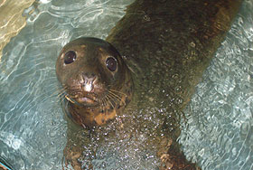 Pumpkin in the hospital