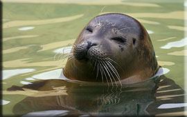 One of our rescued common seal pups in the outside pool