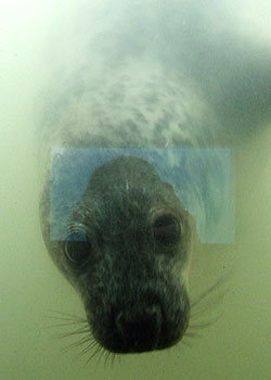 New Pup in underwater viewing