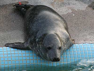 Yogi in convalescence pool