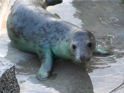 Arial in Common seal pool