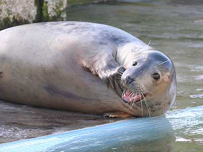 Mina, a rescued grey seal pup from the 2007/8 season
