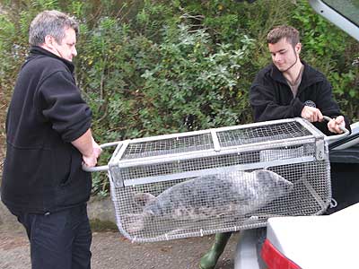 Ellie - 2007/8 rescued seal pup.  Dave and Dan Jarvis of the BDMLR carrying the seal pup to the isolation pen in the hospital.
