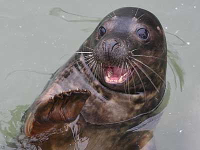 Scrabble, a rescued seal pup for 2007/8