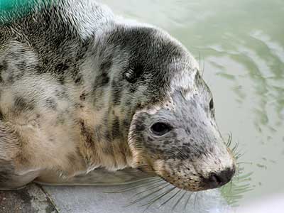 April, a rescued grey seal pup from the 2007/8 season