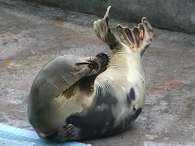 Torin, a rescued grey seal pup from the 2007/8 season