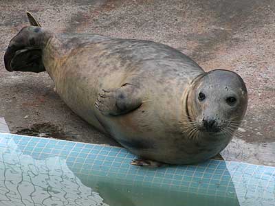 Hannibal, a rescued grey seal pup from the 2007/8 season