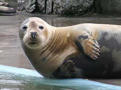 Torin, a rescued grey seal pup from the 2007/8 season 