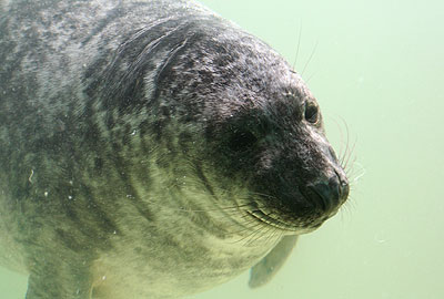 Hubbard, a rescued grey seal pup from the 2008/9 season