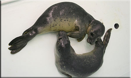 Pop with Corn (rescued common seal pups (2008/9 season))