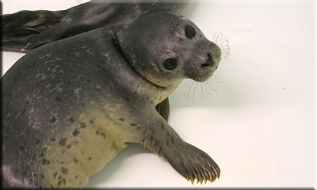 Pop, a rescued common seal pup (2008/9 season)