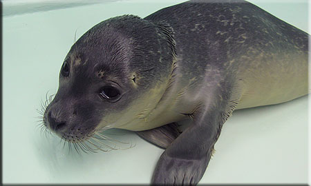A rescued common seal pup (2008/9 season)