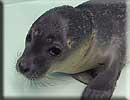 A rescued common seal pup (2008/9 season)