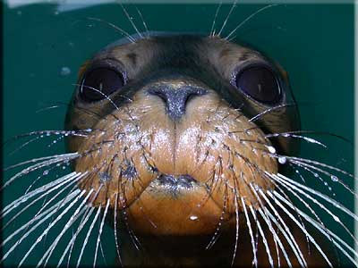 Rescued seal pup