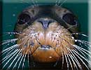 Hermione, Rescued seal pup