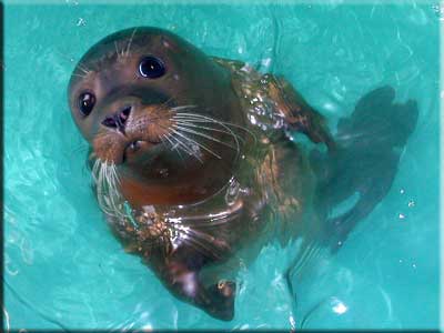 Peter Crouch,
Rescued seal pup