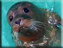 Peter Crouch Rescued seal pup