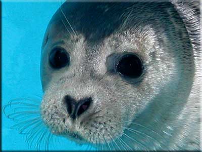 Lightning, Rescued seal pup