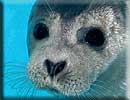 Lightning, Rescued seal pup