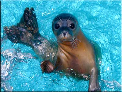 Hermione, Rescued seal pup