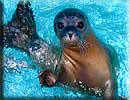 Hermione, Rescued seal pup