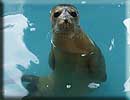 A Rescued seal pup