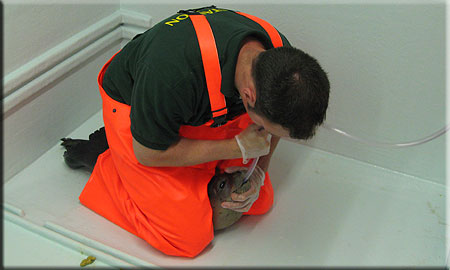 Pop, a rescued common seal pup (2008/9 season), being tube fed with fluids by Matt