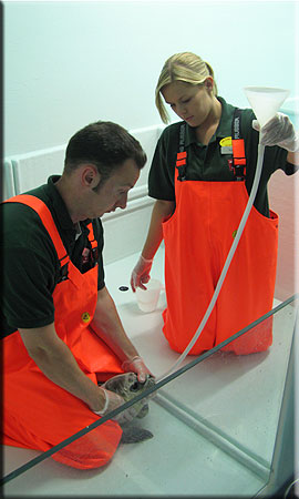 Floss, a rescued common seal pup (2008/9 season), being tube fed with liquidised fish by Matt and Kristy