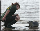 A pup on beach being checked 