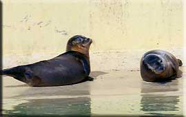 Seal Pups in the outside pool