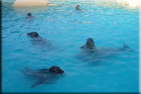 Pups in the outdoor pool