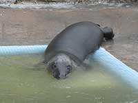 Ray on top step of convalescent pool