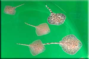 Some of the baby Rays in the marine hospital