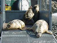 Seals being released back into the wild