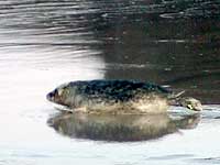 Seals being released back into the wild