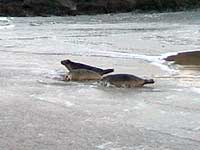 Seals being released back into the wild