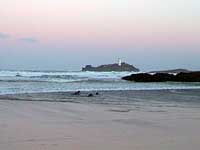 Seals being released back into the wild