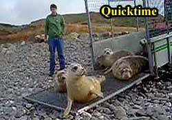 Video of the seal release by Rachael Vine, our Marketing Manager