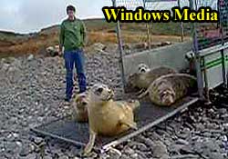 Video of the seal release by Rachael Vine, our Marketing Manager