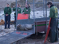 Pups being released - Photo was taken by Simon Bone