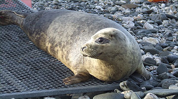 Pup being released back into the wild!