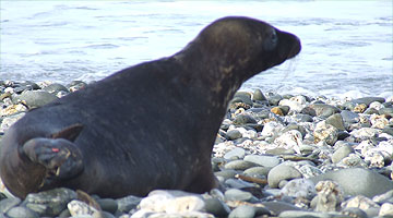 Pup being released back into the wild!