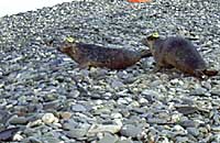 The seals head for the sea