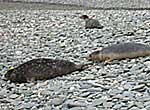 Seals were released back into the wild on 23-01-06 - Photo was taken by Rachael Vine