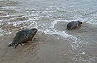 Penfold and Roo - photo was taken by Rachael Vine