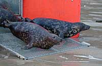 Penfold and Gnasher leaving the trailer - photo was taken by Rachael Vine